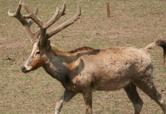 澳門(mén)今晚開(kāi)特馬四不像圖,決策資料解釋落實(shí)_專(zhuān)家版15.465