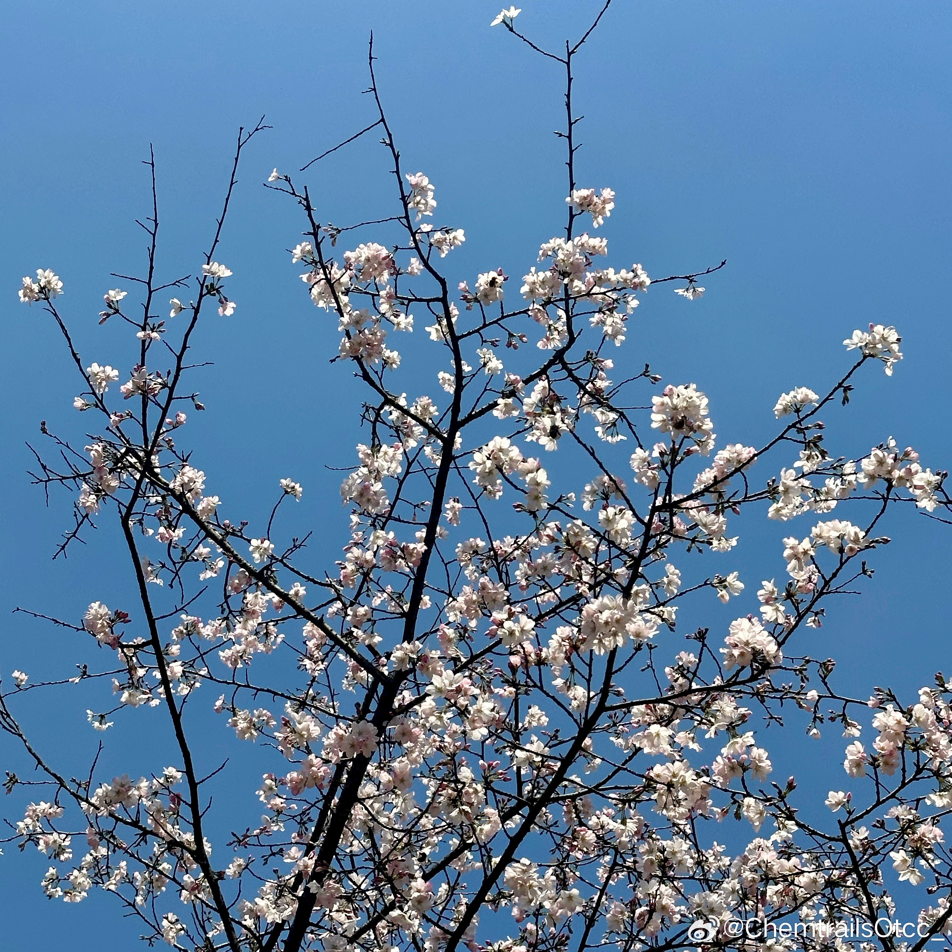 晚春在線，自然與技術(shù)交織之美欣賞